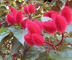 Lâm Đồng: Cây ca-ri đạt hiệu quả kinh tế cao