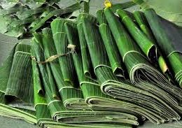 LÁ CHUỐI XIÊM ( SỨ, MÓC )