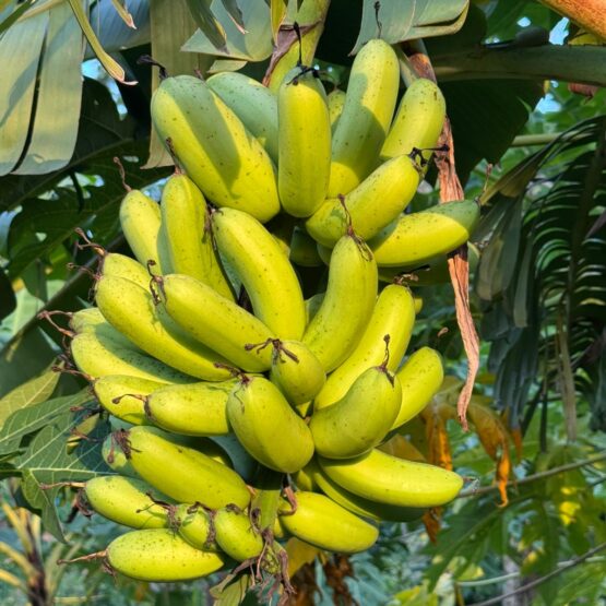 Vùng nguyên liệu chuối bom