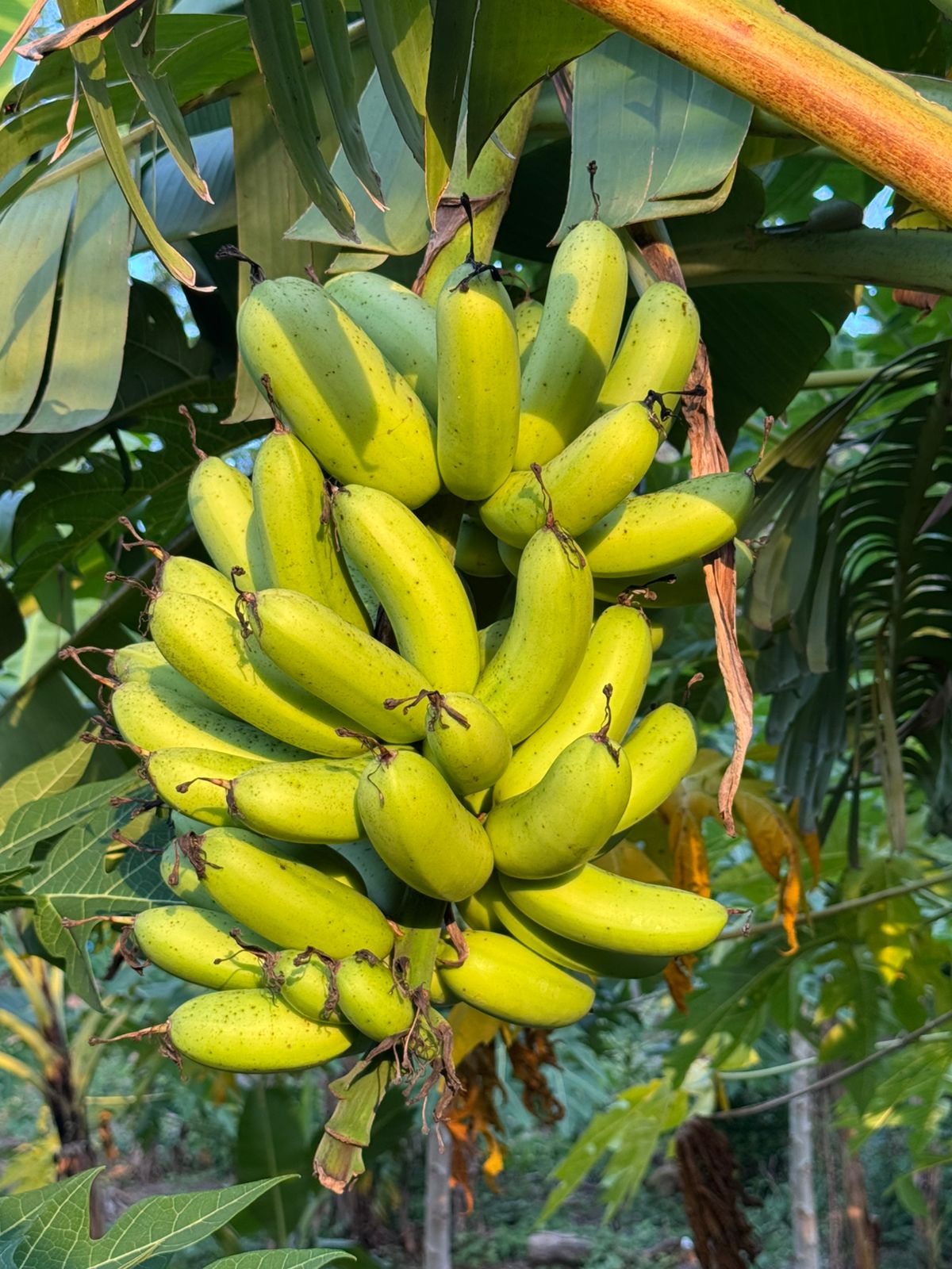 Vùng nguyên liệu chuối bom