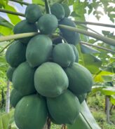 Vùng nguyên liệu đu đủ
