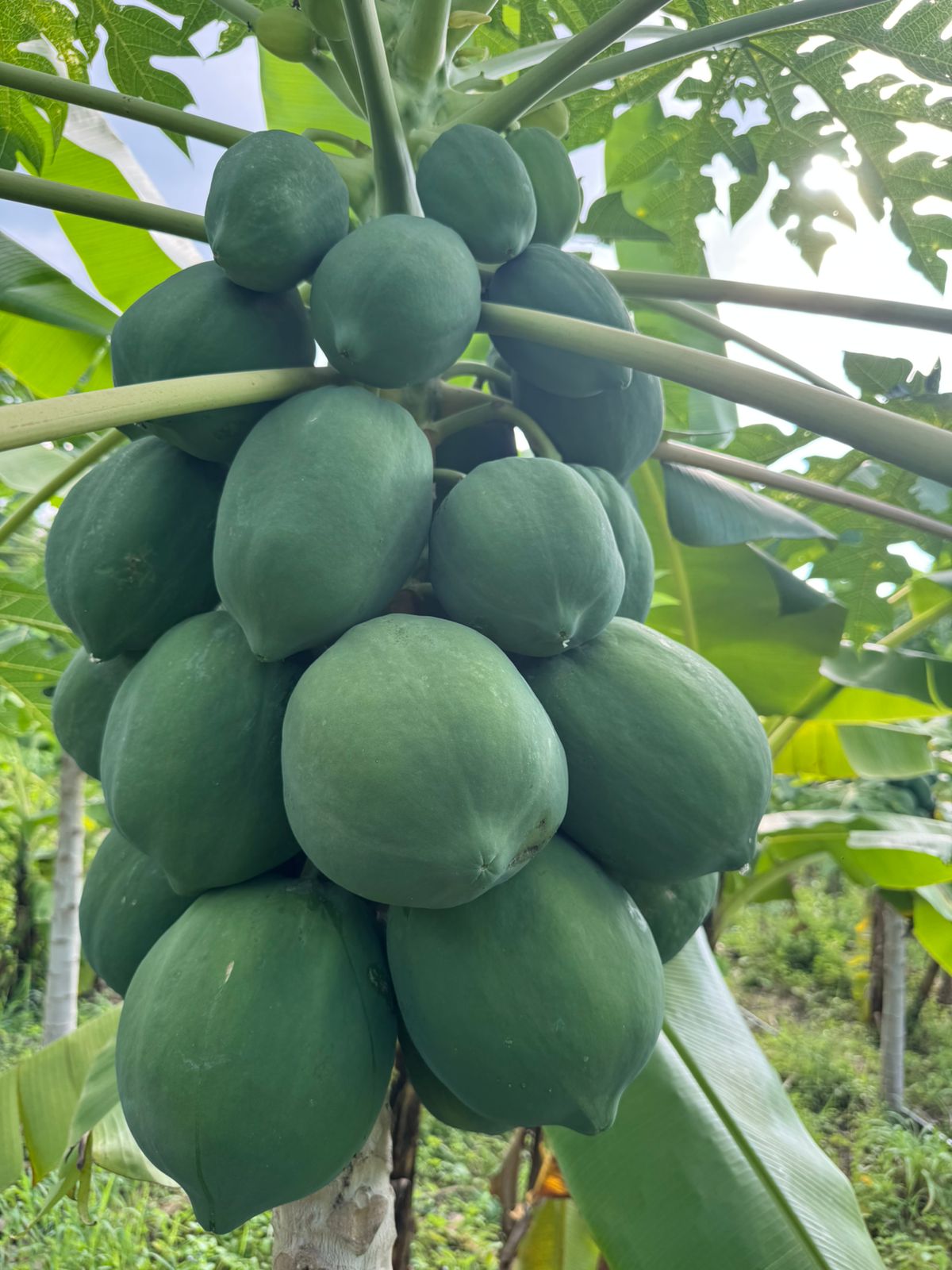 Vùng nguyên liệu đu đủ