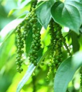 Vùng nguyên liệu tiêu