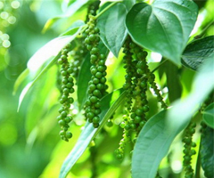 Vùng nguyên liệu tiêu